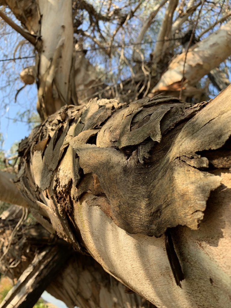 Bark peeling from a eucalyptus tree