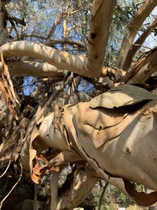 Eucalyptus tree branch with peeling bark